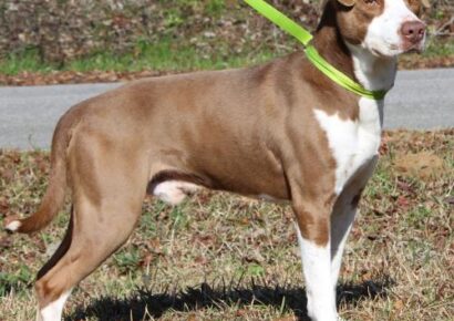 Autauga County Pet of the Week- Meet Roscoe