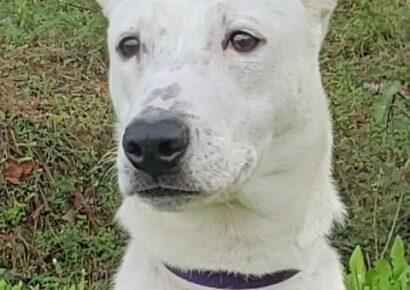 HSEC Pet of the Week: Meet Toga! Great With Other Dogs, Loves to Play