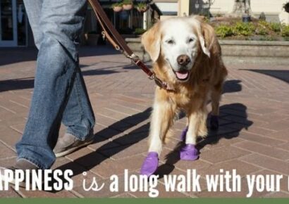 HSEC News: January is National Train Your Dog and Walk Your Pet Month