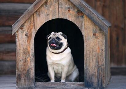 Pet Safety Tips from The Humane Society of Elmore County