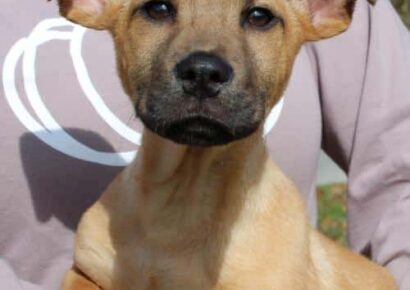 PAHS Pet of the Week: Meet Champ! Handsome 3-Month-Old with Adorable Ears
