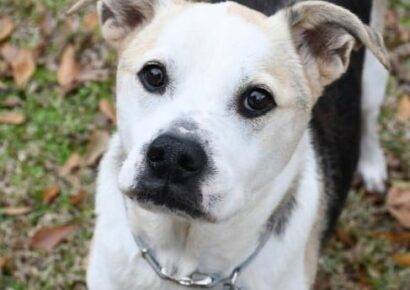 HSEC Pet of the Week: While Dorothy has Special Needs, She has A Lot of Love to Offer