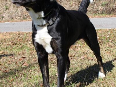 PAHS Pet of the Week is Harvey