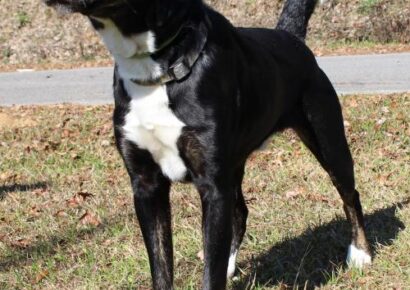 PAHS Pet of the Week is Harvey