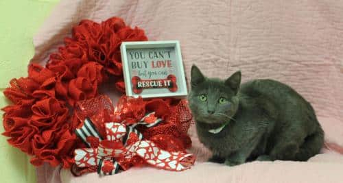 PAHS Pet of the Week: Meet Hiccup! Loving and Playful, and Beautiful Eyes