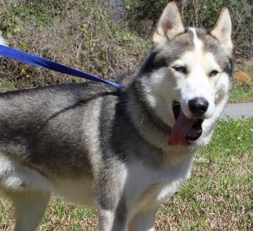 PAHS Pet of the Week: Meet Rudy! Good with Dogs and Children, but Not Cats