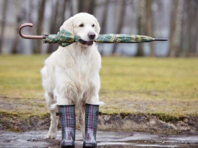 February is Pet Dental Health Month; Crucial for Older Pets Especially
