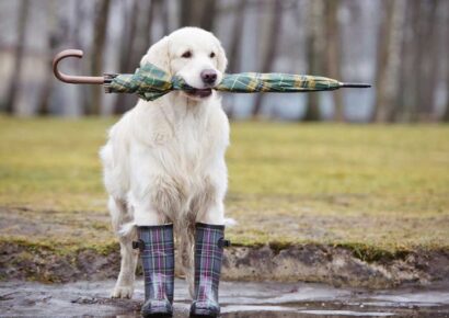 February is Pet Dental Health Month; Crucial for Older Pets Especially