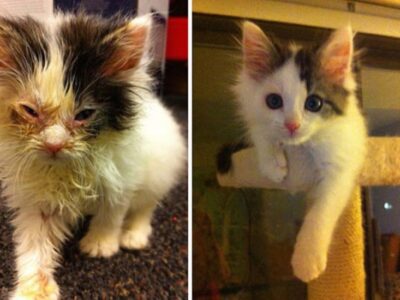 Behind the Scenes at the HSEC: Staff Treats Neglect, Starvation, Injuries and More