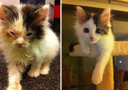 Behind the Scenes at the HSEC: Staff Treats Neglect, Starvation, Injuries and More