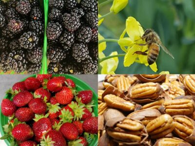 USDA Specialty Crop Block Grant Program Applications Being Accepted