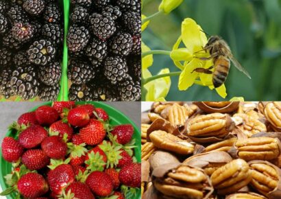 USDA Specialty Crop Block Grant Program Applications Being Accepted