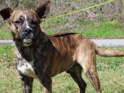 PAHS Pet of the Week: Meet Chance! Boxer Mix Found in County, Owner Never Claimed Him