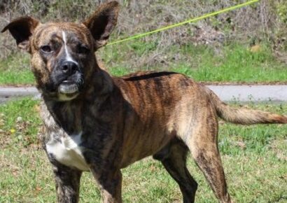 PAHS Pet of the Week: Meet Chance! Boxer Mix Found in County, Owner Never Claimed Him
