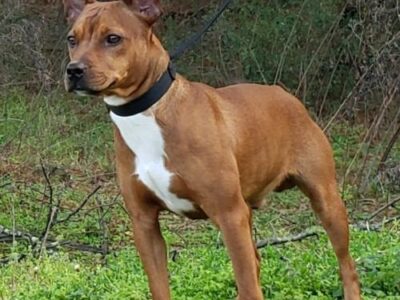 Meet Chandler Pet of the Week from The Humane Society of Elmore County