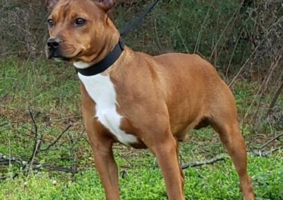 Meet Chandler Pet of the Week from The Humane Society of Elmore County