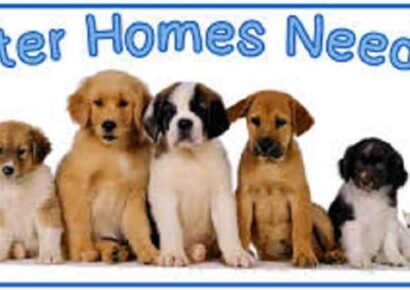 Foster Homes Needed for HSEC Shelter; Not a Task for Everyone, But Rewards are Great