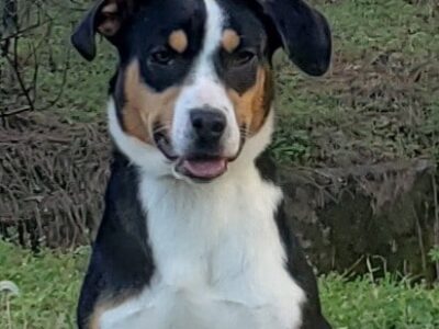 HSEC Pet of the Week: Meet Lady! Shy at First, but Very Sweet with Lots of Energy