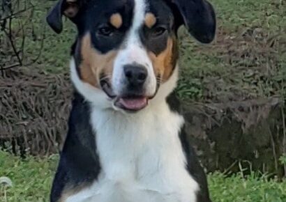 HSEC Pet of the Week: Meet Lady! Shy at First, but Very Sweet with Lots of Energy
