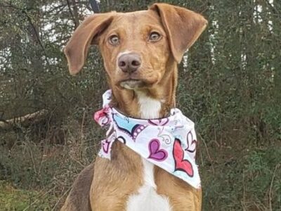 HSEC Pet of the Week: Meet Mandy! A Busy Girl with Energy to Burn