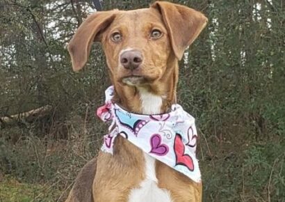 HSEC Pet of the Week: Meet Mandy! A Busy Girl with Energy to Burn