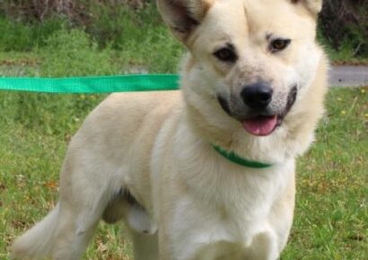 PAHS Pet of the Week: Meet Oakley! Beautiful Boy is Extremely Sweet, Loving