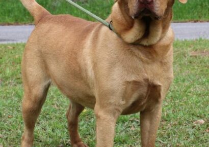 Autauga County Pet of the Week is Sparky