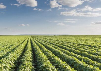 Crop Protection Network Releases Free Web Book for Crop Scouting Basics