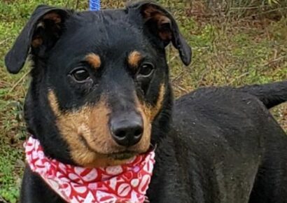 HSEC Pet of the Week: Meet Jacks! Needs A Woman Owner, No Children or Other Dogs