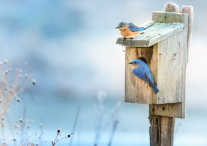 Alabama Cooperative Extension System Identifying Birds by Sight and Sound  FREE Workshop