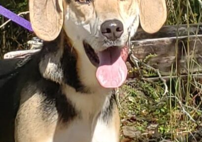 HSEC Pet of the Week: Meet Brady! Housetrained, Great with Other Dogs