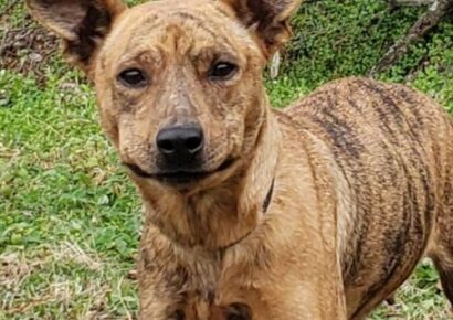 Humane Society of Elmore County Pet of the Week – Carla