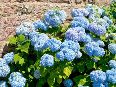 Hydrangeas: To Prune, or Not to Prune?