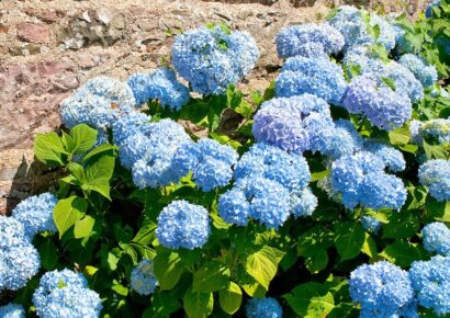 Hydrangeas: To Prune, or Not to Prune?