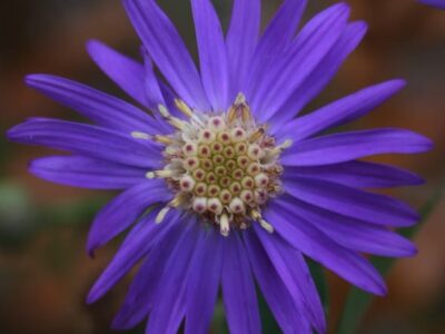 Two rare plant species discovered at nearby Oak Mountain State Park
