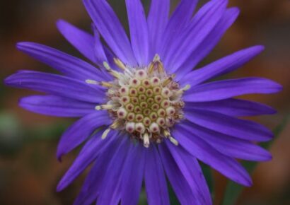 Two rare plant species discovered at nearby Oak Mountain State Park