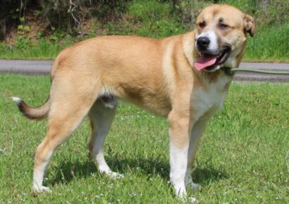 Meet Cheech PAHS Featured Pet of the Week