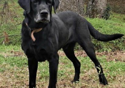 Everyone Meet Jack. Our Elmore County Pet of the Week.