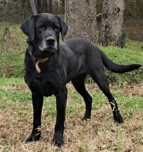 Everyone Meet Jack. Our Elmore County Pet of the Week.