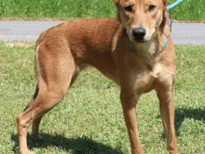 The Autauga County Pet of the Week is Harley