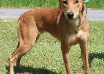 The Autauga County Pet of the Week is Harley