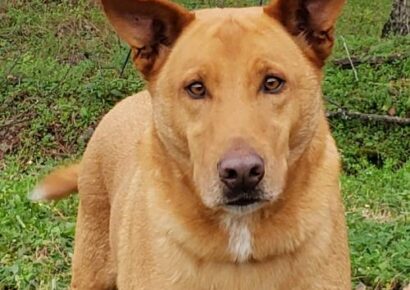 HSEC Pet of the Week: Meet Shadow! Very Loving, Good with Other Dogs and Cats