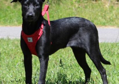 PAHS Pet of the Week: Meet Zoe! Great with Children and Other Dogs