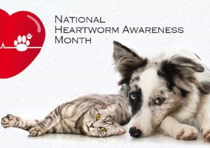 April is Heartworm Awareness Month; ALL dogs in Alabama should be on Heartworm Prevention