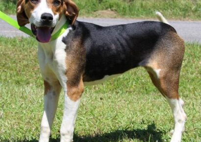 PAHS Pet of the Week: Meet Bernice! Taken in as a Stray, She needs Someone to Love her