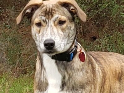 Meet Duke, Humane Society of Elmore County Pet of the Week