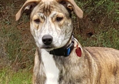 Meet Duke, Humane Society of Elmore County Pet of the Week