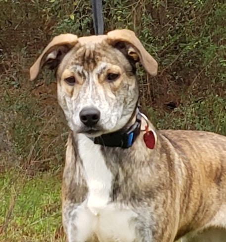 Meet Duke, Humane Society of Elmore County Pet of the Week