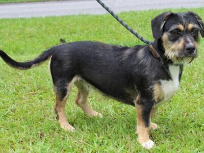 PAHS Featured Pet of the Week – Paris