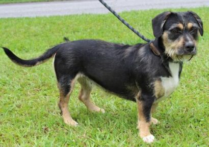 PAHS Featured Pet of the Week – Paris